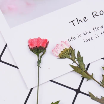 10pcs/bag Crystal chrysanthemum Dried flower embossing pressed flower drip phone case applique painting flower material
10pcs/bag Crystal chrysanthemum Dried flower embossing pressed flower drip phone case applique painting flower material