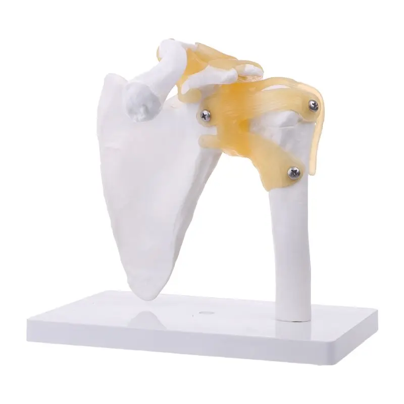1:1 Functional Anatomical Life Size Human Anatomy Skeleton Shoulder Joint Bone Muscle Model For Teaching
1:1 Functional Anatomical Life Size Human Anatomy Skeleton Shoulder Joint Bone Muscle Model For Teaching