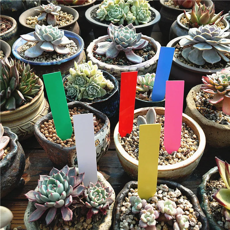 100Pcs Garden Plant Labels Plastic Plant Tags Nursery Markers Flower Pots Seedling Labels Tray Mark Tools Mix Colors
100Pcs Garden Plant Labels Plastic Plant Tags Nursery Markers Flower Pots Seedling Labels Tray Mark Tools Mix Colors