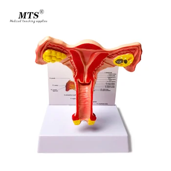 Female Internal Reproductive System Anatomical Model Uterus Ovary Reproductive Structure Model Gynecologist Recommended
Female Internal Reproductive System Anatomical Model Uterus Ovary Reproductive Structure Model Gynecologist Recommended