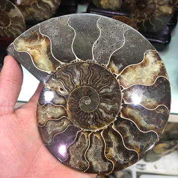 300-400g Natural ammonite section fossil conch crystal specimen healing
300-400g Natural ammonite section fossil conch crystal specimen healing