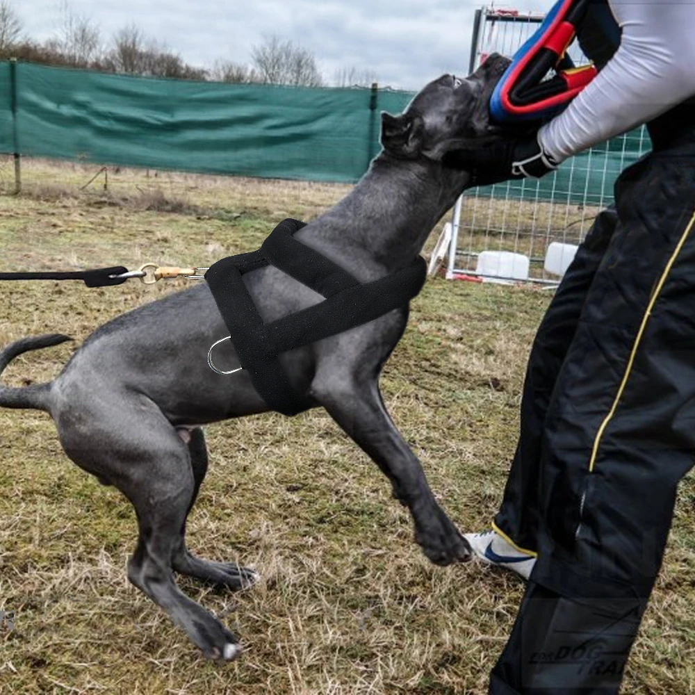 A person wearing protective gear is holding a grey dog in a harness.