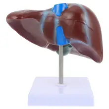 1pc Medical Anatomical Liver Model Human Liver Anatomical Model with Base
1pc Medical Anatomical Liver Model Human Liver Anatomical Model with Base