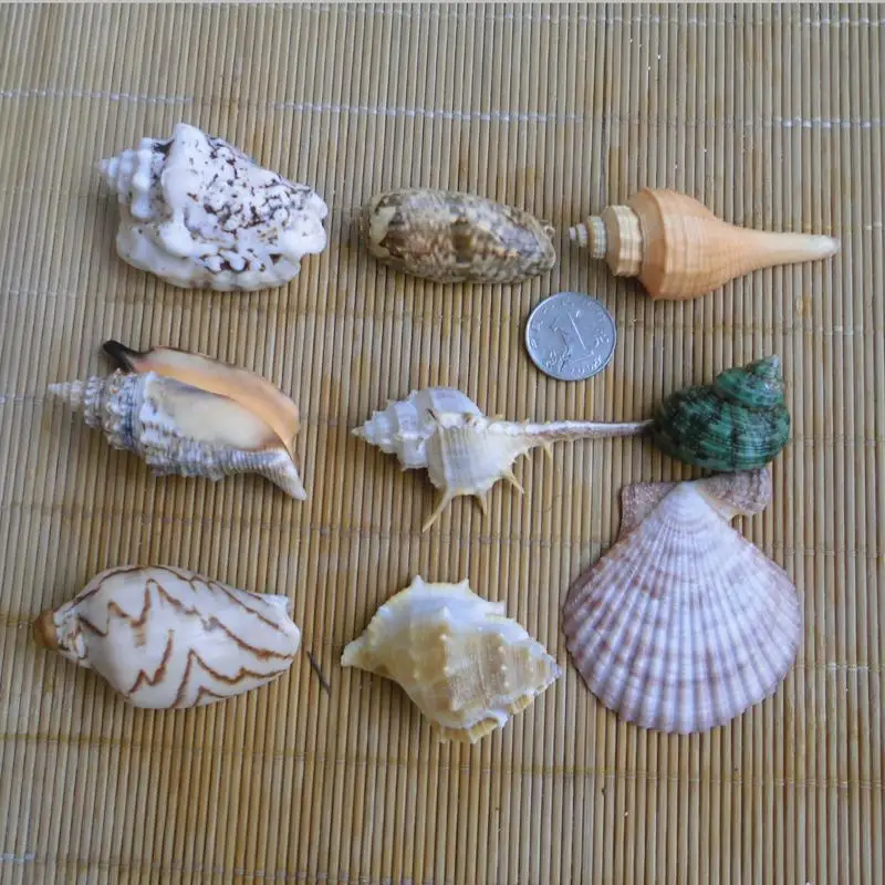 9Natural conch shell set conch package landscaping Home floor decoration student child gift
9Natural conch shell set conch package landscaping Home floor decoration student child gift