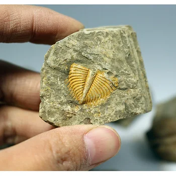 Irregular Shape Natural Fossil Trilobite Coronocephalus Tail On Matrix Rock Crystal Stone Specimens Art Collect DIY Crafts
Irregular Shape Natural Fossil Trilobite Coronocephalus Tail On Matrix Rock Crystal Stone Specimens Art Collect DIY Crafts