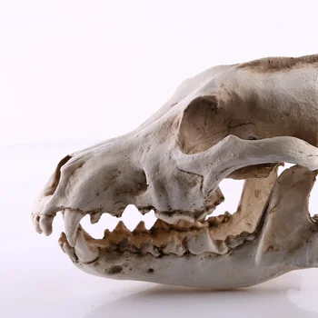 Fashion Wolf Skull Accessories Decoration Model Resin Craft Handicrafts Decals Home Ornament(As Shown)
Fashion Wolf Skull Accessories Decoration Model Resin Craft Handicrafts Decals Home Ornament(As Shown)