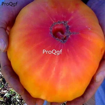 Ngryise 6000Pcs A Set PINEAPPLE BEEFSTEAK HUGE tomato
Ngryise 6000Pcs A Set PINEAPPLE BEEFSTEAK HUGE tomato