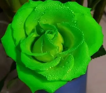 Flower Seeds Rose Seeds Colorful Roses Four Seasons Balcony Potted 10 Colors Special Price 50 Seeds
Flower Seeds Rose Seeds Colorful Roses Four Seasons Balcony Potted 10 Colors Special Price 50 Seeds