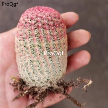 Ngryise 1Pcs A Set hongtaiyang succulent
Ngryise 1Pcs A Set hongtaiyang succulent