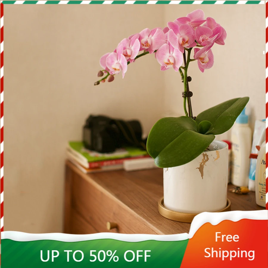 Ceremic Plant Pot Dish White Large Garden Nordic Style Flowerpot Simple Balcony Cactus Macetas Decorativas Decoration ZZ50HP 
Ceremic Plant Pot Dish White Large Garden Nordic Style Flowerpot Simple Balcony Cactus Macetas Decorativas Decoration ZZ50HP