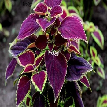 Ngryise 50000Pcs A Set Plectranthus scutellarioides
Ngryise 50000Pcs A Set Plectranthus scutellarioides