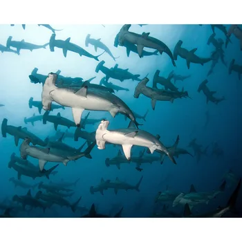 DIY Painting By Numbers Scalloped Hammerheads Kit Oil Picture By Numbers Animals Wall Art Painting on Canvas Home Decoration
DIY Painting By Numbers Scalloped Hammerheads Kit Oil Picture By Numbers Animals Wall Art Painting on Canvas Home Decoration