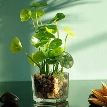 HOT Artificial Plants with Simulation Bonsai Glass Pot 4-leaf Clover Window Decoration Household Table TI99
HOT Artificial Plants with Simulation Bonsai Glass Pot 4-leaf Clover Window Decoration Household Table TI99