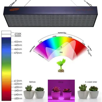 3600W LED Grow Light Hydroponic Full Spectrum Timing Function For Plant Grow Light LED Grow Light
3600W LED Grow Light Hydroponic Full Spectrum Timing Function For Plant Grow Light LED Grow Light