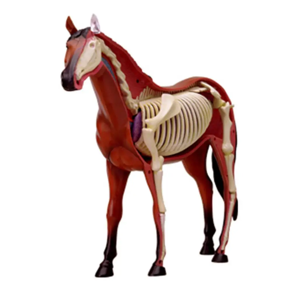 Animal Anatomy Toy Educational Anatomic Model Animal Organ Anatomy Model Medical Teaching DIY Popular Science Appliances Toy
Animal Anatomy Toy Educational Anatomic Model Animal Organ Anatomy Model Medical Teaching DIY Popular Science Appliances Toy