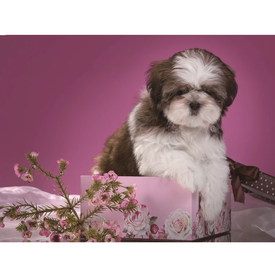 DIY 5D алмазная вышивка для собак Shih Tzu крестиком милые Стразы питомцев 3d картина