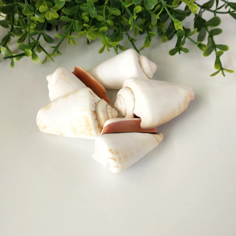 5PCS Party Festival Home Decor Aquarium Decoration Conch Shells Natural Sea Beach Shell Conch Seashells For DIY Crafts red conch
5PCS Party Festival Home Decor Aquarium Decoration Conch Shells Natural Sea Beach Shell Conch Seashells For DIY Crafts red conch