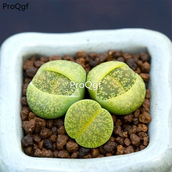 Ngryise 10pcs a set stone flower lvzixun
Ngryise 10pcs a set stone flower lvzixun