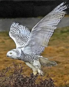 abstract Owl Animal Embroidery for Needlework Crafts14CT Counted Unprinted DIY Cross Stitch Kits Handmade Arts Wall Decor
abstract Owl Animal Embroidery for Needlework Crafts14CT Counted Unprinted DIY Cross Stitch Kits Handmade Arts Wall Decor