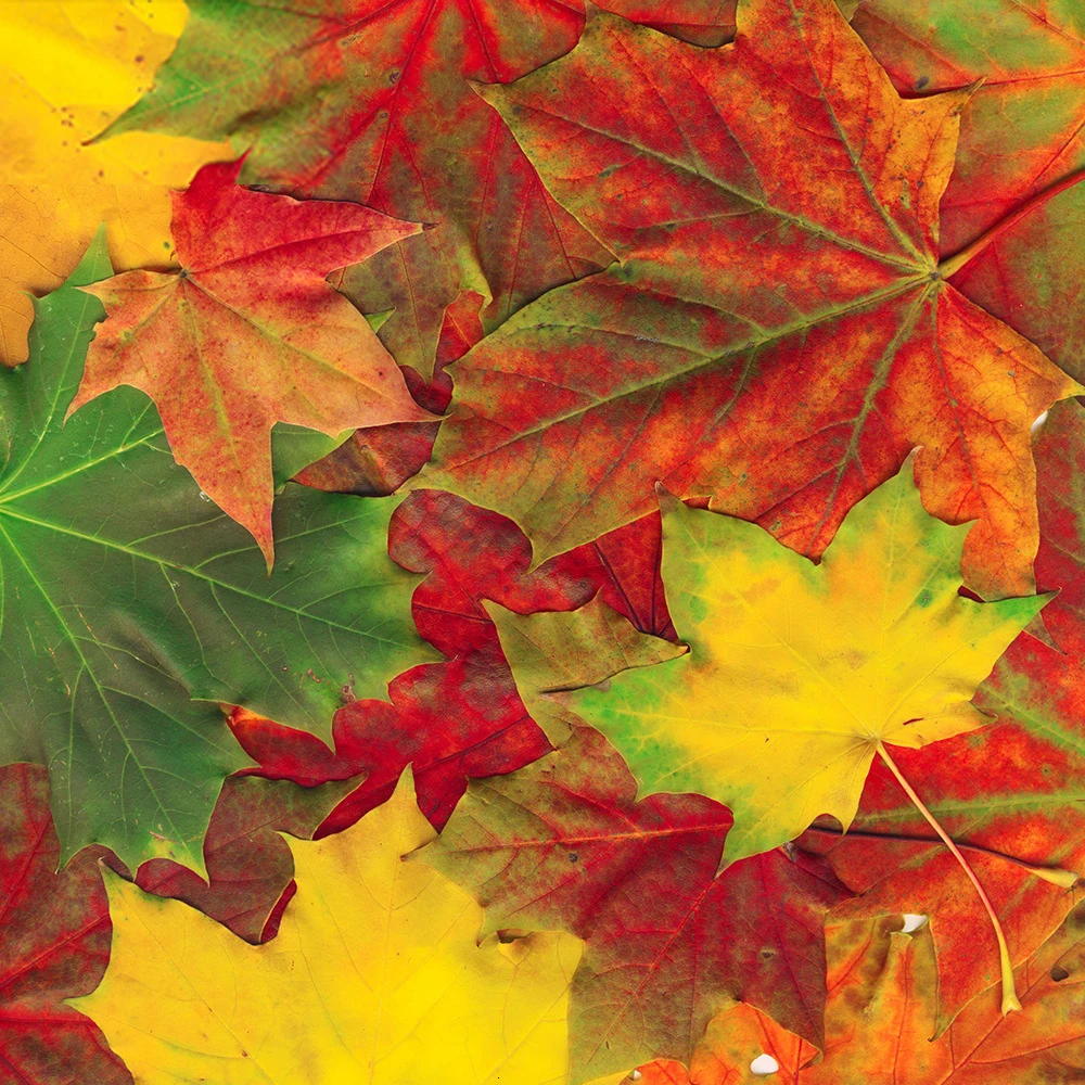New Arrival Diamond Painting Autumn Maple Leaf Flower Full Square/Round Embroidery Picture of Rhinestones Home Decoration Gift
New Arrival Diamond Painting Autumn Maple Leaf Flower Full Square/Round Embroidery Picture of Rhinestones Home Decoration Gift