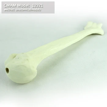12321/ Optional free shipping CMAM Model, humerus bone, Simulated bone, Medical Orthopaedic Operative Training Model
12321/ Optional free shipping CMAM Model, humerus bone, Simulated bone, Medical Orthopaedic Operative Training Model