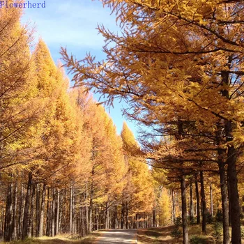 Larch Seeds Pine Seeds Coniferous Pine Cold-resistant Fast-growing Pine Trees Pine Cone Acorn Artificial Flower Garland Decor
Larch Seeds Pine Seeds Coniferous Pine Cold-resistant Fast-growing Pine Trees Pine Cone Acorn Artificial Flower Garland Decor