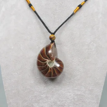 Natural Conch Fossil Pendant Pendant Animal Fossil Crystal Stone
Natural Conch Fossil Pendant Pendant Animal Fossil Crystal Stone