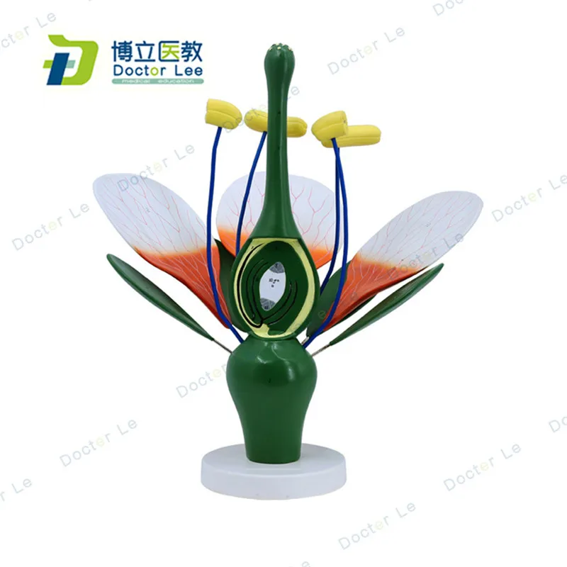 6 Times Enlarged Peach Blossom Plant Anatomy Model for Art and Biology Teaching and Learning
6 Times Enlarged Peach Blossom Plant Anatomy Model for Art and Biology Teaching and Learning