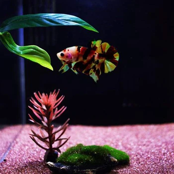 Betta Fish Leaf Bed, Betta Plant Leaf Pads Hammock Toys Green Plants with Suction Cup, Tank Decoration Tropical Saltwater Fish S
Betta Fish Leaf Bed, Betta Plant Leaf Pads Hammock Toys Green Plants with Suction Cup, Tank Decoration Tropical Saltwater Fish S