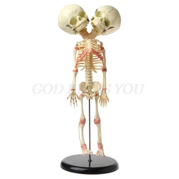37cm Human Double Head Baby Skull Skeleton Anatomy Brain Display Study Teaching Anatomical Model Drop Shipping
37cm Human Double Head Baby Skull Skeleton Anatomy Brain Display Study Teaching Anatomical Model Drop Shipping