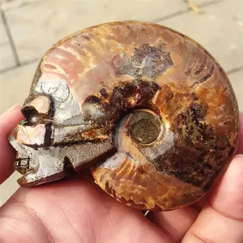 Natural ammonite fossil carving skull crystal carving skull snail shell fossil Christmas gift hand-carved
Natural ammonite fossil carving skull crystal carving skull snail shell fossil Christmas gift hand-carved