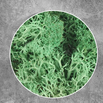 500ML DIY Sand Table Scene Platform Making Material Simulation Vegetation Grass Thorns Bush - Dark Green
500ML DIY Sand Table Scene Platform Making Material Simulation Vegetation Grass Thorns Bush - Dark Green