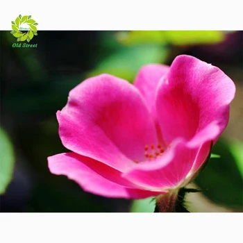 New crystal Round diamond painting diy flower diamond painting embroidery Home Decor dimond mosaic flowers for people gift 
New crystal Round diamond painting diy flower diamond painting embroidery Home Decor dimond mosaic flowers for people gift