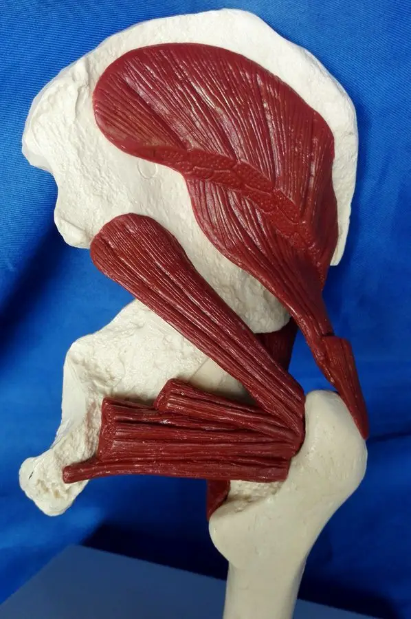 Medical teaching model Human Hip Muscle Skeleton skeleton free shipping | Канцтовары для офиса и дома
