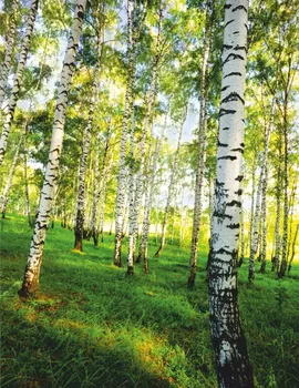 Photo wallpaper 1,4*2,0 M, 4 leaf series Nature "birch forest" к-117, paper 150g/m2
Photo wallpaper 1,4*2,0 M, 4 leaf series Nature "birch forest" к-117, paper 150g/m2