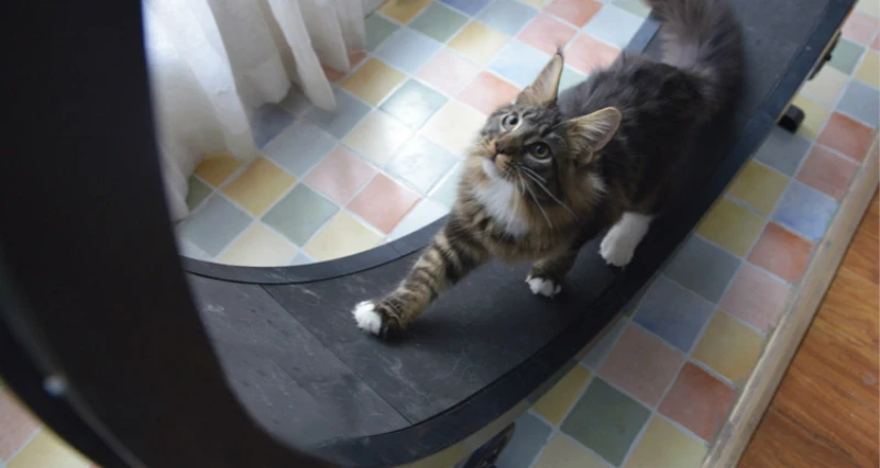 Cat Climbing Wheel Treadmill Cat Climbing Wheel Treadmill