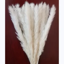Beautiful White Natural Dried Flower Small Pampas Grass 15Pcs/lot Flower Head About 20-30cm Home Decoration And Living Room 
Beautiful White Natural Dried Flower Small Pampas Grass 15Pcs/lot Flower Head About 20-30cm Home Decoration And Living Room