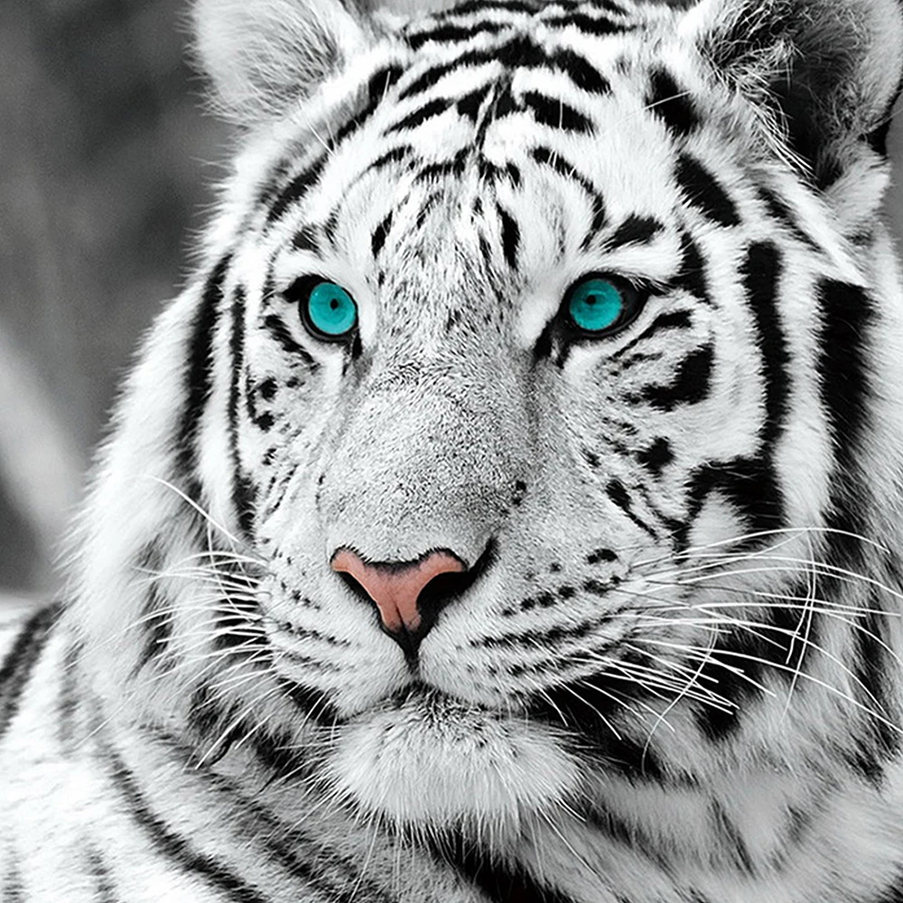 Алмазная 5D картина сделай сам вышивка крестиком с изображением белого тигра