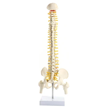 45cm Anatomical Spine Model Pelvic Flexible Model Anatomy Learning Teaching Tool Aids GY88
45cm Anatomical Spine Model Pelvic Flexible Model Anatomy Learning Teaching Tool Aids GY88