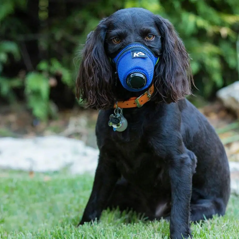 Respirator Dog Masks With Filter Replaceable Anti-Dust PM2.5 Puppy Guard Mask Large Small Dog Muzzle Protective Mask
Respirator Dog Masks With Filter Replaceable Anti-Dust PM2.5 Puppy Guard Mask Large Small Dog Muzzle Protective Mask