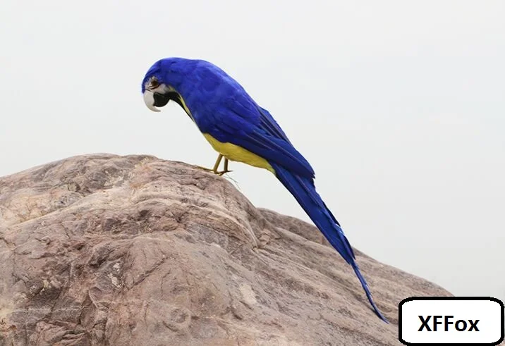 new real life parrot model foam&feather dark blue&yellow simulation parrot bird gift about 45cm xf2522
new real life parrot model foam&feather dark blue&yellow simulation parrot bird gift about 45cm xf2522