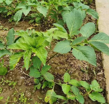 Bai Zhi/Radix Angelicae Dahuricae Seed
Bai Zhi/Radix Angelicae Dahuricae Seed