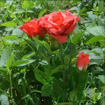 Solar Power 3 LED Light Rose Flower Stake Path Garden Patio Landscape Lamp Rose Flower Light 3 LED Light Landscape Lamp
Solar Power 3 LED Light Rose Flower Stake Path Garden Patio Landscape Lamp Rose Flower Light 3 LED Light Landscape Lamp