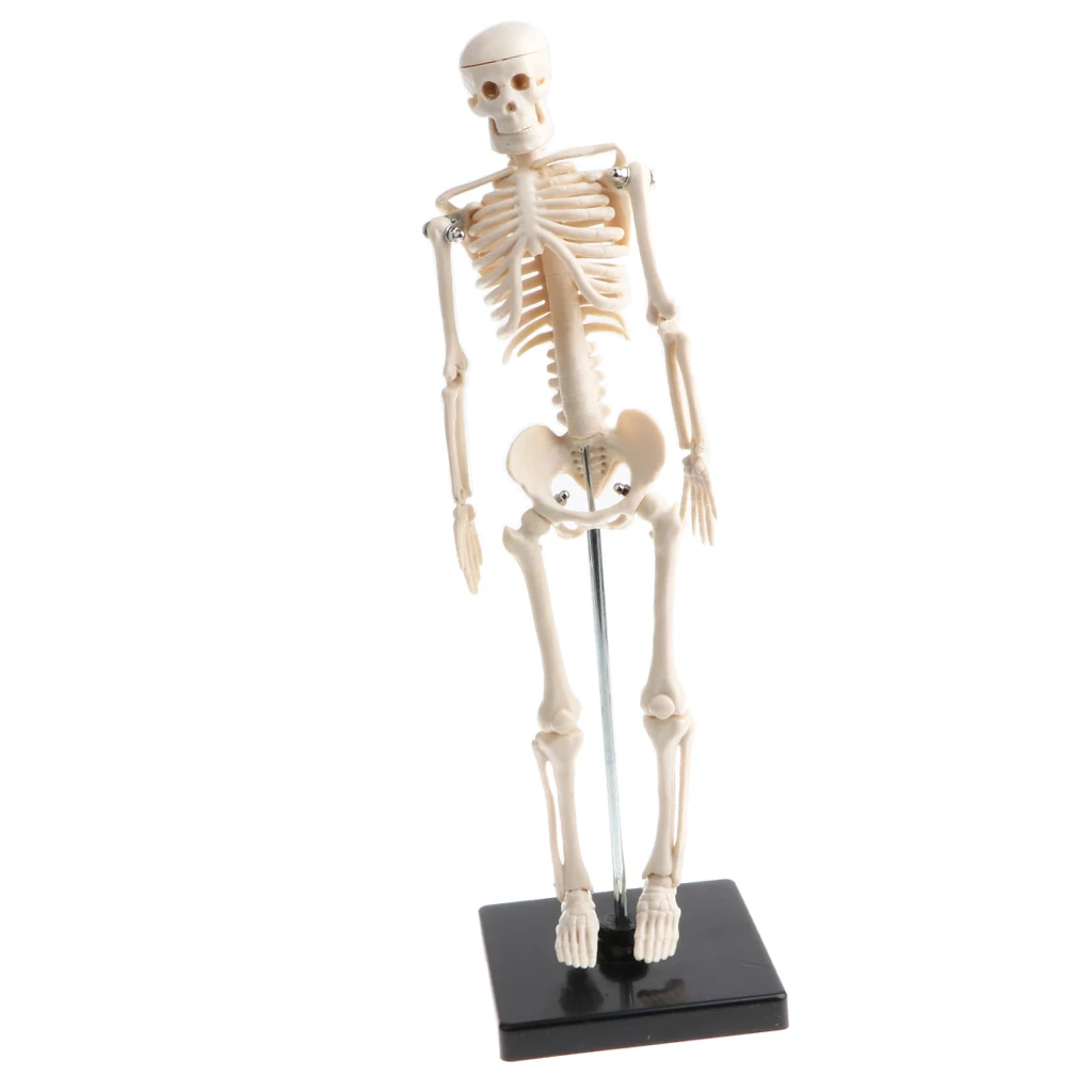 Human Children Body Skeleton Model on Base, 42CM Tall, Removable and Detachable, Kids Study Aids Educational Toy
Human Children Body Skeleton Model on Base, 42CM Tall, Removable and Detachable, Kids Study Aids Educational Toy