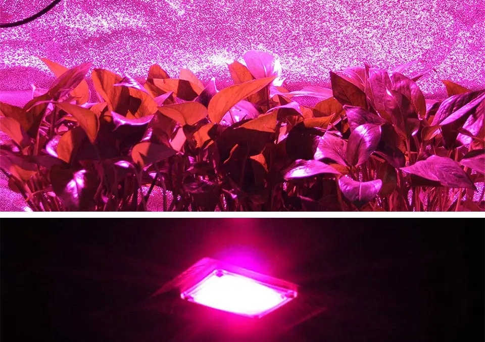 Driverless Smart IC AC 110V 220V Full Spectrum COB LED Light Chip for Floodlights Plant Grow Lamp 20W 30W 50W LED Bulb 60x40mm (20)