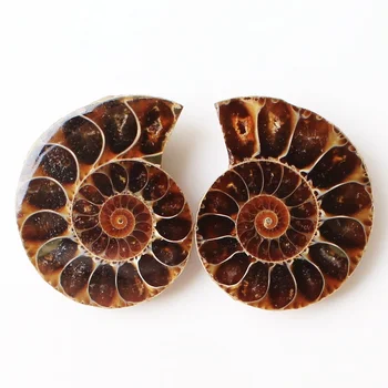 1 Pair of Ammonite Fossil shell Pair Jewelry Pendant Fossil Specimen Gift decor
1 Pair of Ammonite Fossil shell Pair Jewelry Pendant Fossil Specimen Gift decor
