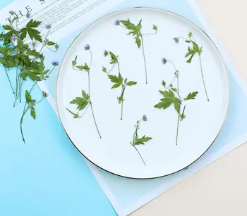 120pcs Pressed Dried Agrimonia pilosa Ldb Flower For Epoxy Resin Pendant Necklace Jewelry Making Makeup Craft DIY Accessories
120pcs Pressed Dried Agrimonia pilosa Ldb Flower For Epoxy Resin Pendant Necklace Jewelry Making Makeup Craft DIY Accessories