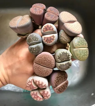 10pcs Big Lithops not seads Living Stone Mesembs Exotic Plant Succulent Artificial without pots FREE SHIPPING
10pcs Big Lithops not seads Living Stone Mesembs Exotic Plant Succulent Artificial without pots FREE SHIPPING