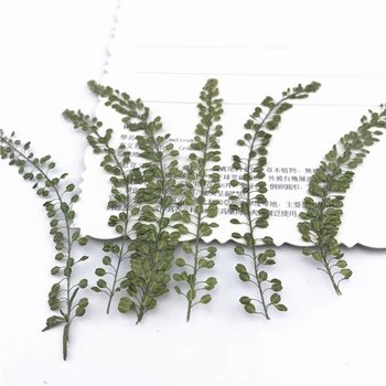 12 Pieces Natural dried pressed flowers Dry Leaves Specimen for DIY Bookmarks Handmade Card Making Decorations accessories7-9cm
12 Pieces Natural dried pressed flowers Dry Leaves Specimen for DIY Bookmarks Handmade Card Making Decorations accessories7-9cm