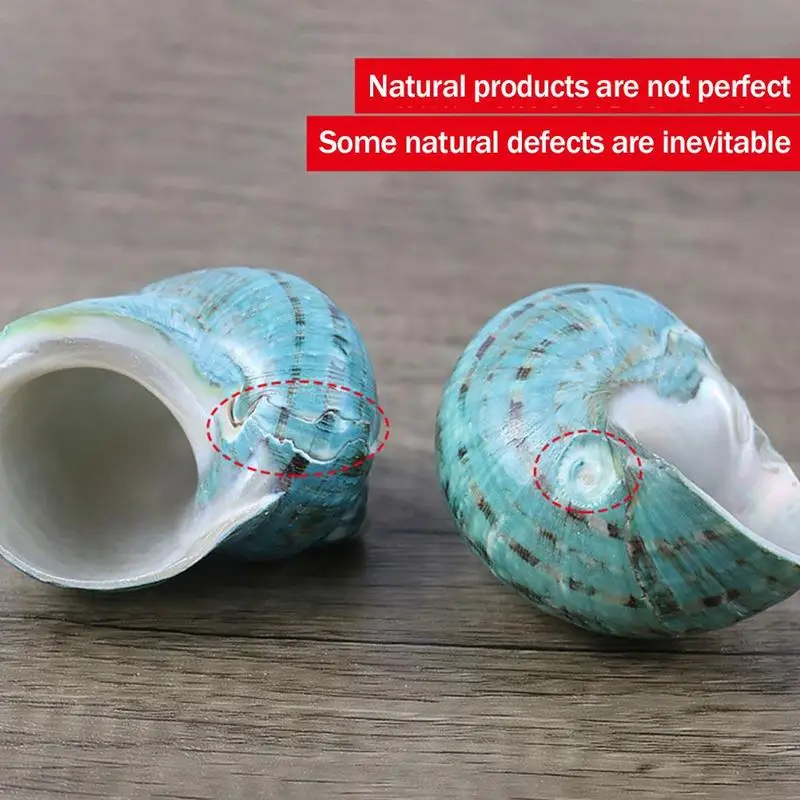 Natural Conch Shell Super Great Green Snail Screw Aquarium Landscape Home Specimens Decoration Crafts
Natural Conch Shell Super Great Green Snail Screw Aquarium Landscape Home Specimens Decoration Crafts